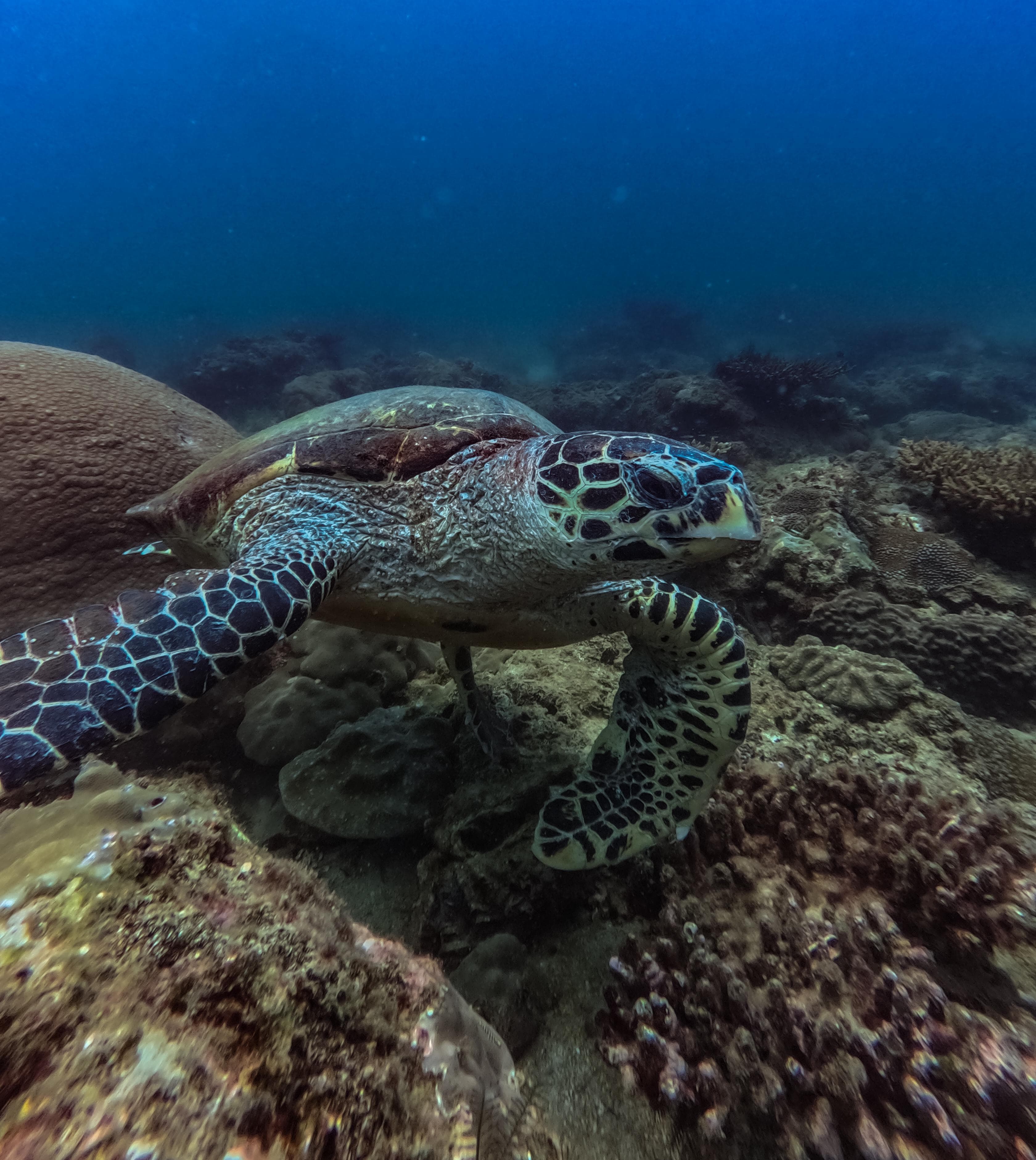 🌊 Dive into the World of Marine Fish: Nature’s Underwater Gems 🐠